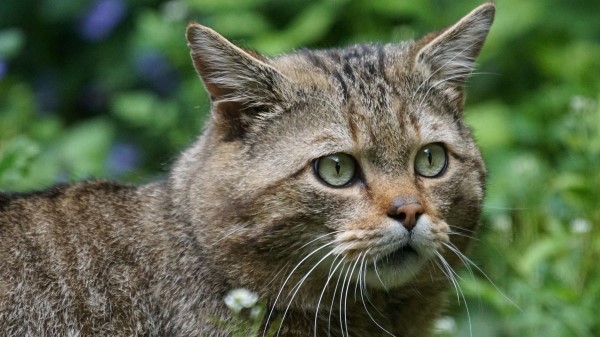 Wild Cat Face Eyes wallpaper