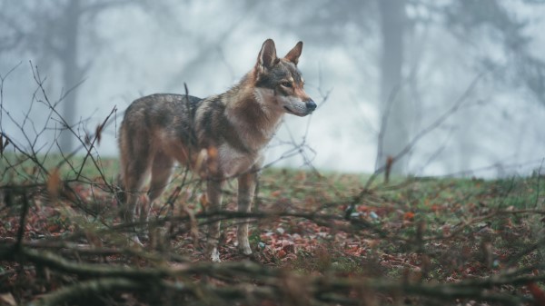 Wolf Coyote Dog wallpaper
