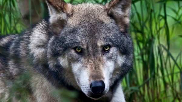 Wolf Face Color Predator wallpaper