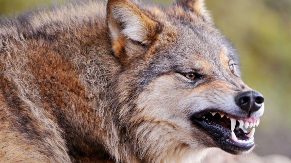 Wolf Face Teeth Aggression Predato wallpaper