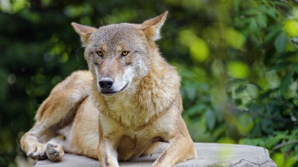 Wolf Predator Animal Image wallpaper