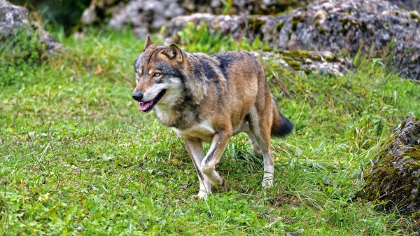 Wolf Predator Animal Photo wallpaper