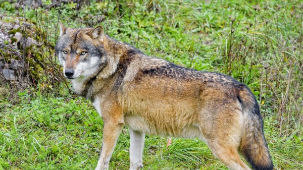 Wolf Predator Animal Picture wallpaper