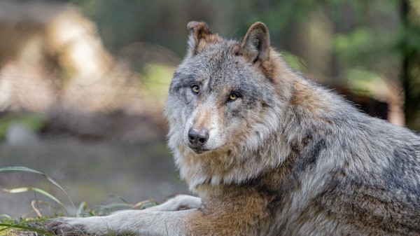 Wolf Predator Animal wallpaper