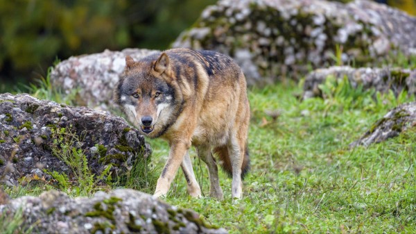 Wolf Predator Animal Wall wallpaper