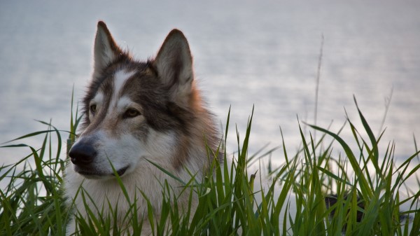 Wolf Predator Beast wallpaper