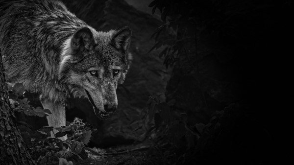 Wolf Predator Bw wallpaper