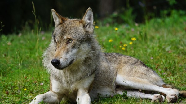 Wolf Predator Grass wallpaper
