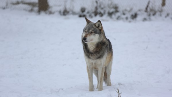 Wolf Predator Gray Wall wallpaper