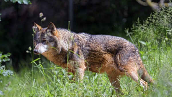 Wolf Predator Look Image wallpaper