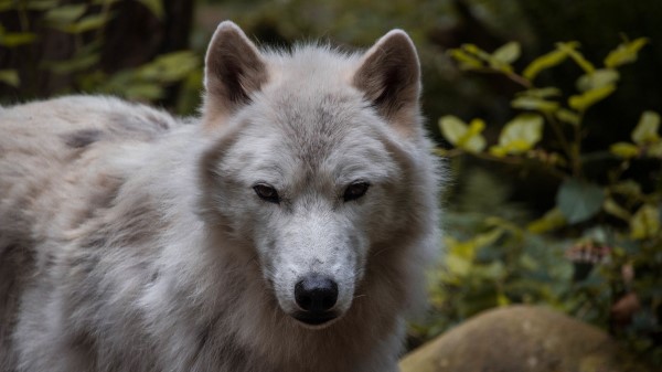 Wolf Predator Muzzle wallpaper
