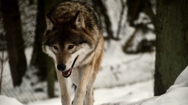 Wolf Predator Snow Walk wallpaper