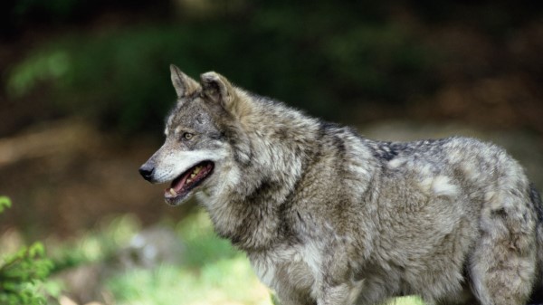 Wolf Predator Wool wallpaper