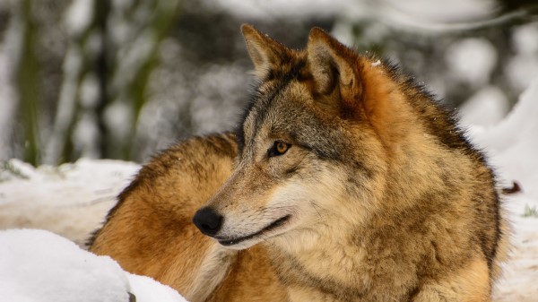 Wolf Profile Predator wallpaper
