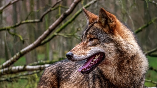 Wolf Protruding Tongue Predator Image wallpaper
