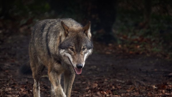 Wolf Protruding Tongue Predator wallpaper