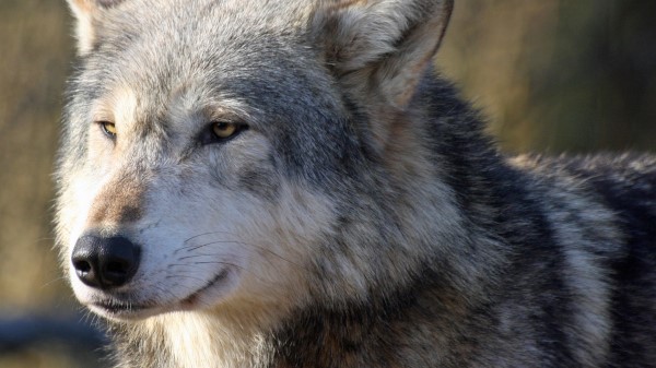 Wolf Snout Predator Looks wallpaper
