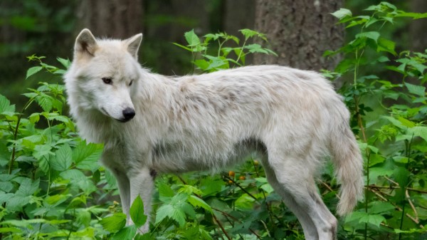 Wolf White Beast wallpaper