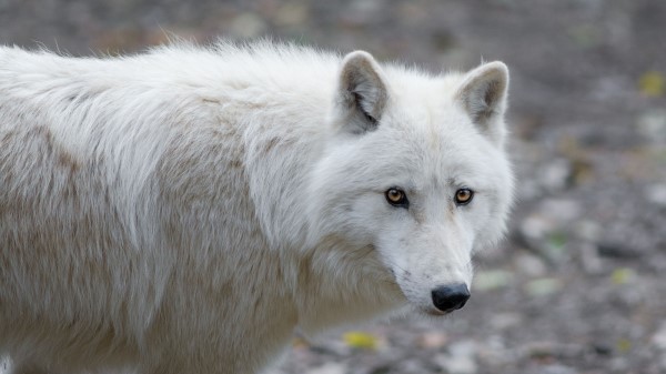 Wolf White Cute wallpaper