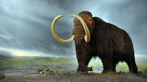 Woolly Mammoth Hd wallpaper