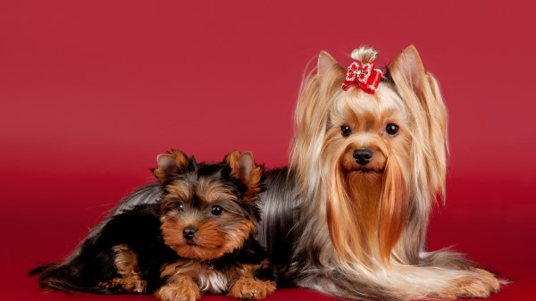 Yorkshire Terrier Dog Beautiful wallpaper