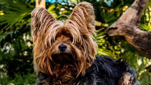 Yorkshire Terrier Dog Shaggy wallpaper