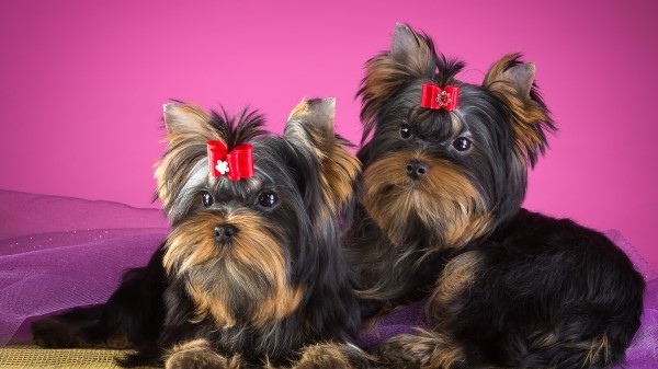Yorkshire Terrier Dogs Puppies Hd wallpaper