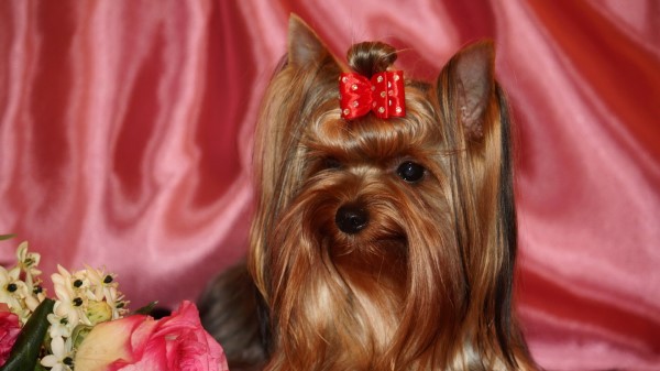 Yorkshire Terrier Silk Ribbon Roses wallpaper