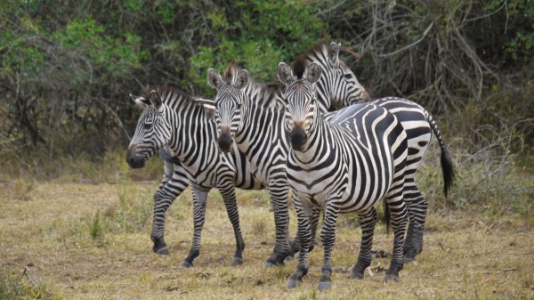 Zebra Africa Walk wallpaper