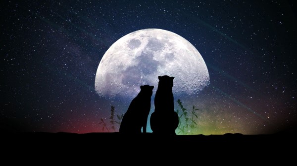 Animals Moon Silhouettes Wallpaper