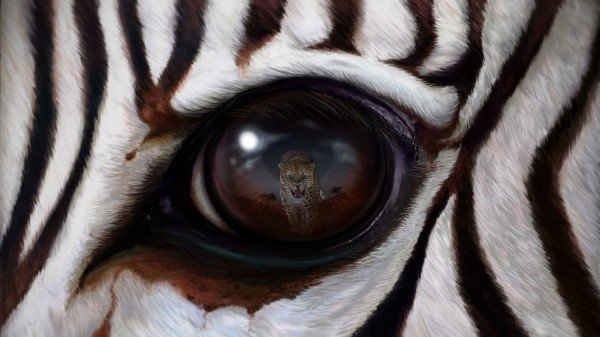 Zebra Eye Reflection Wallpaper