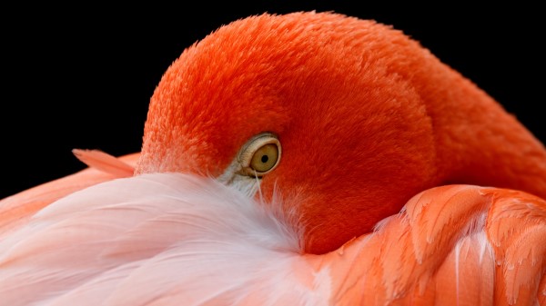 American Flamingo Hd wallpaper
