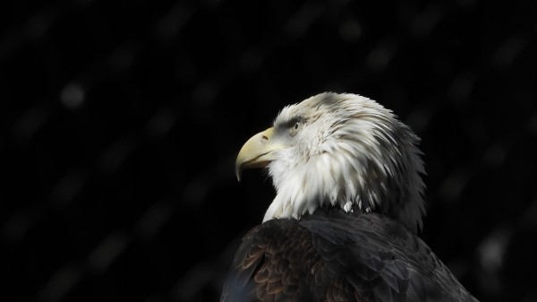 Bald Eagle Eagle Bird Eagle Wallpaper