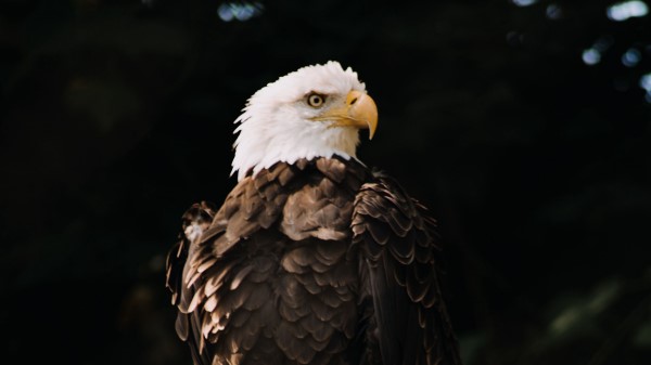 Bald Eagle Eagle Bird Wild wallpaper