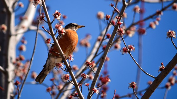 Bird Branches Flowering Wallpaper