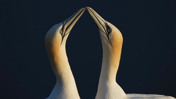 Bird Love Couple wallpaper