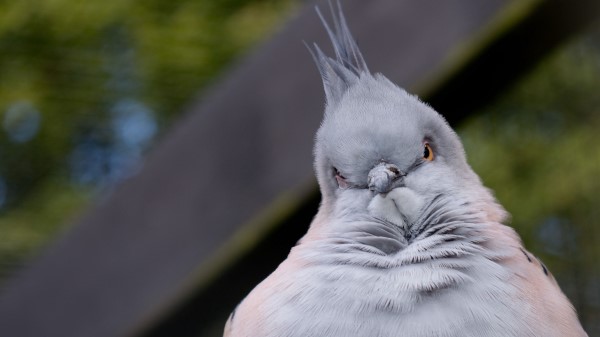 Bird Serious Pose Wallpaper