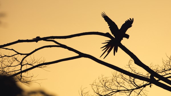 Bird Silhouette Branch Wallpaper