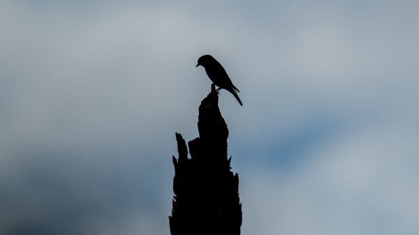 Bird Silhouette Log Wallpaper