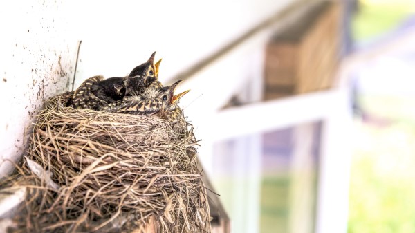 Birds Chicks Nest Beak Wallpaper