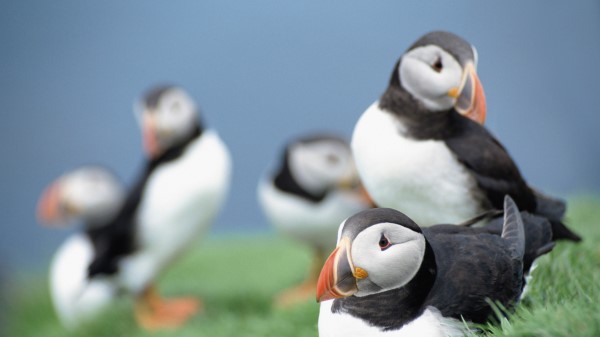 Birds Puffins Grass Sky wallpaper