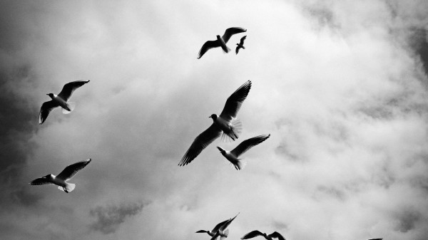 Birds Sky Flight Clouds Bw wallpaper