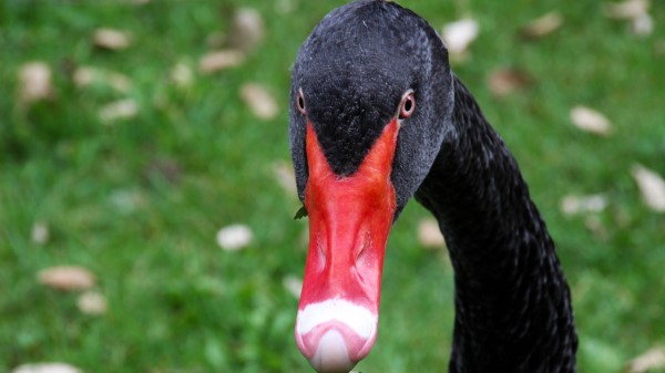 Black Swan Bird Beak Wallpaper