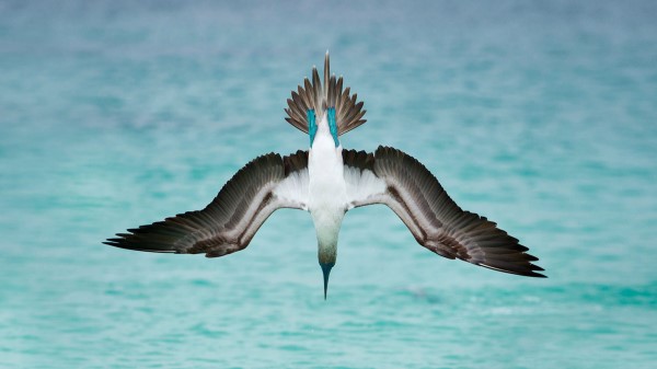 Blue Footed Booby Marine Bird wallpaper
