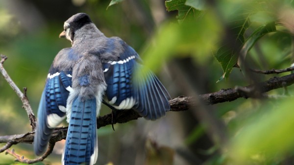 Blue Jay Cyanocitta Cristata Birds Branches Leaves Blur Swing wallpaper