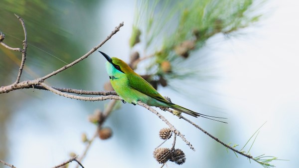 Bluetailed Beeeater Bird Branch Wallpaper