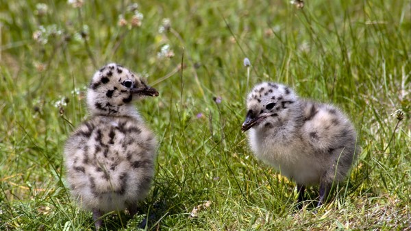 Chicken Grass Bird wallpaper