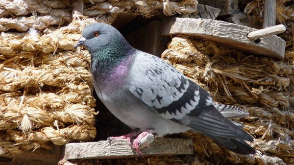 Dove Bird Sitting Dovecote wallpaper