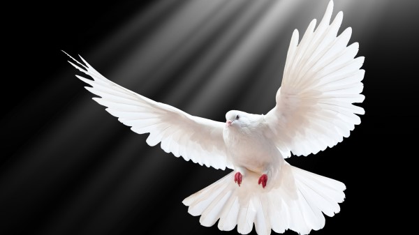 Dove Scale Wings Light Black Background Freedom Wallpaper