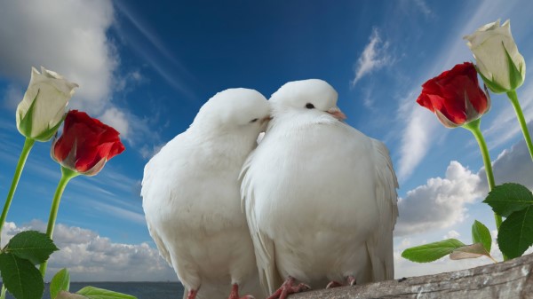 Doves Couple Rose Sky Love wallpaper